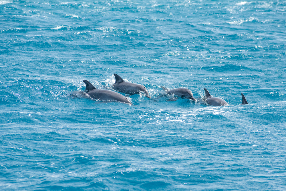 dolphin-watching-nicaragua dolphin-watching-nicaragua