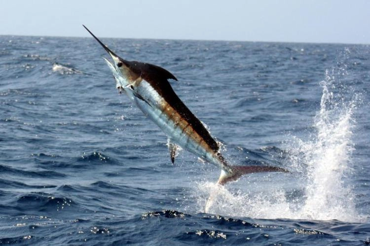 Marlin