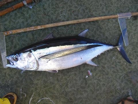 White Tuna